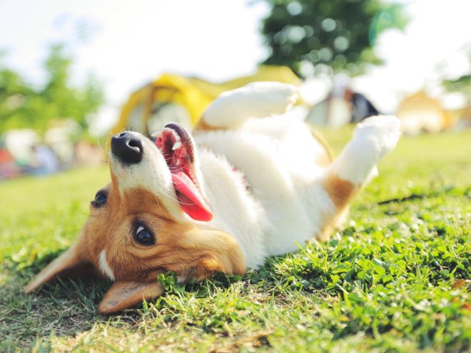 芝生に寝転ぶ犬