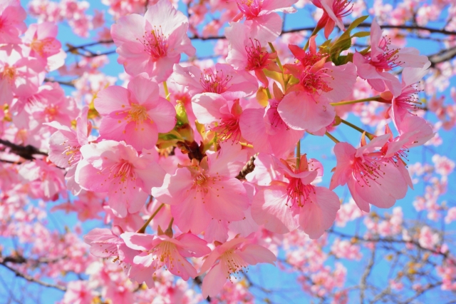 河津桜の育て方や特徴 お庭の窓口