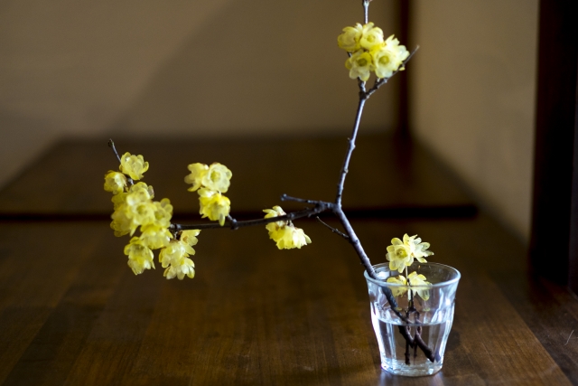 冬～早春のテーブルを彩る花飾りにもなるソシンロウバイ