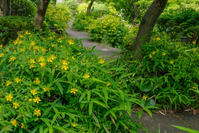 緑の葉と黄色い花のビヨウヤナギ
