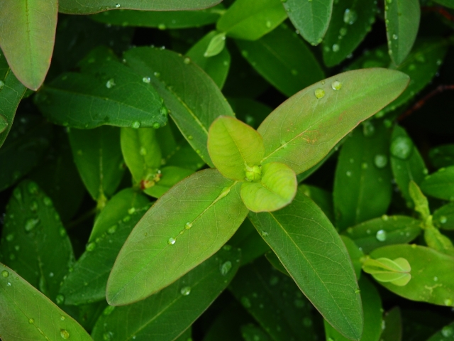 ビヨウヤナギの緑色の葉