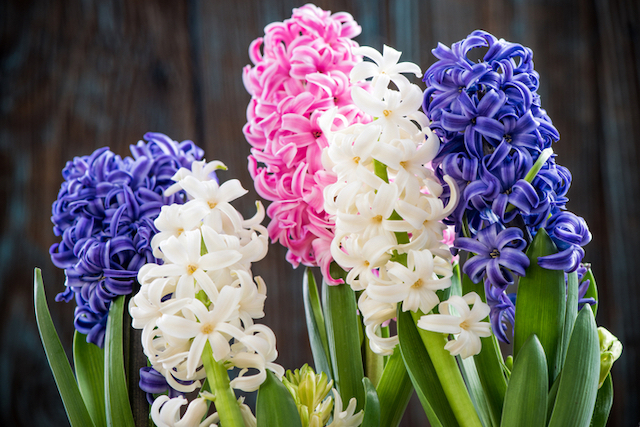 月別 日別 4月の誕生花一覧 花言葉の由来や誕生木についても紹介 お庭の窓口