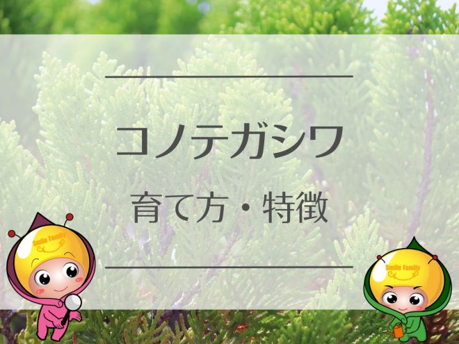 コノテガシワの育て方・特徴
