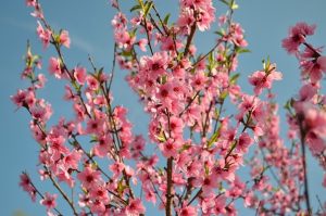 モモの綺麗な花