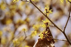 シナマンサクの花