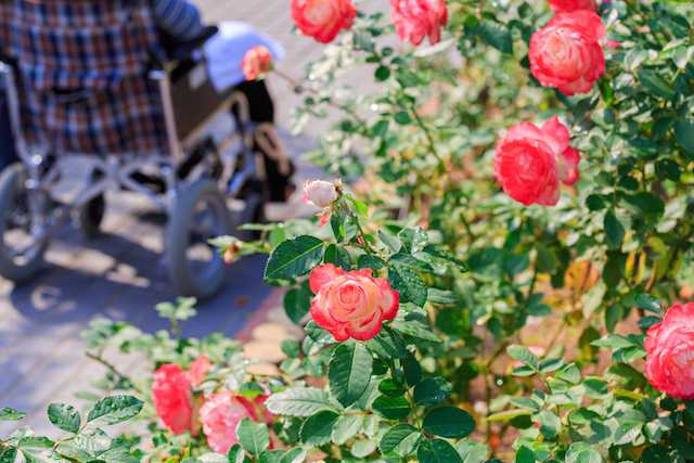 車椅子と薔薇