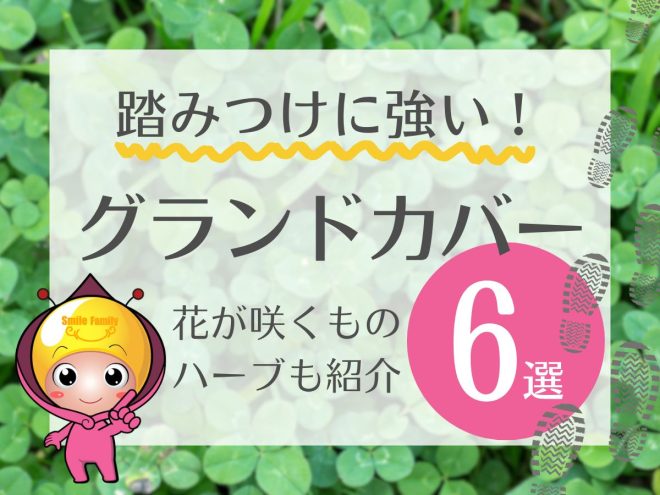 踏みつけに強い！グランドカバー6選（花が咲くもの・ハーブも紹介）