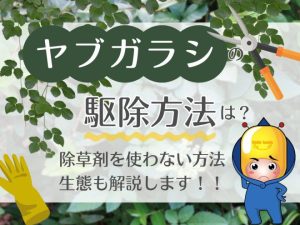 ヤブガラシの駆除方法は？除草剤を使わない方法・生態も解説します！