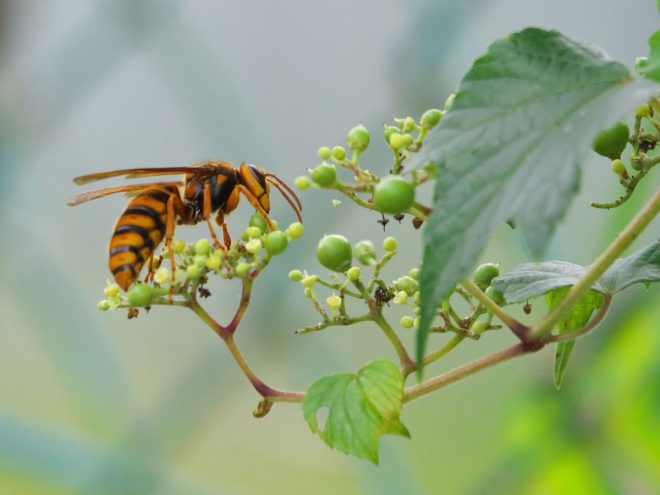 ヤブガラシの花とハチ