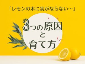 レモンの木に実がならない3つの原因と育て方