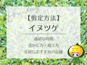 イヌツゲの剪定方法（適切な時期・透かし方・育て方・生垣におすすめの品種）