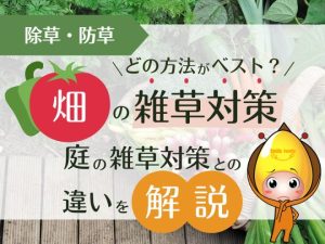 【除草・防草】畑の雑草対策はどの方法がベスト？庭の雑草対策との違いを解説