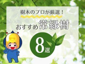 樹木のプロが厳選！おすすめ常緑樹8選