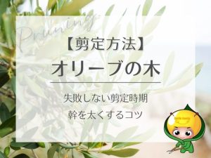 【剪定方法】オリーブの木（失敗しない剪定時期・幹を太くするコツ）