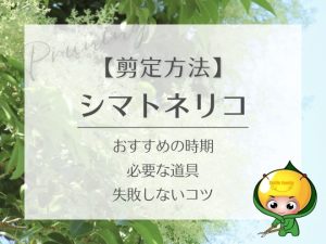 シマトネリコの剪定方法（おすすめの時期・必要な道具・失敗しないコツ）