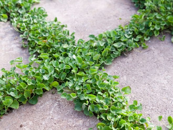 植えられたグランドカバープランツ