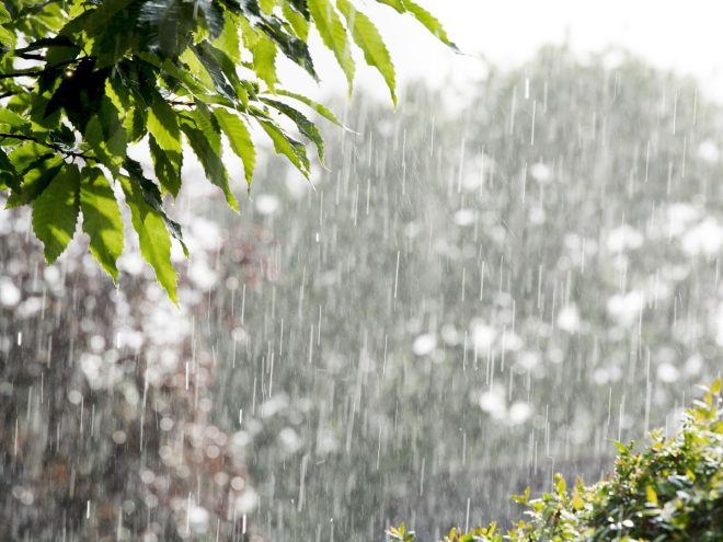 雨に打たれる庭木