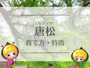 唐松（カラマツ）の育て方・特徴