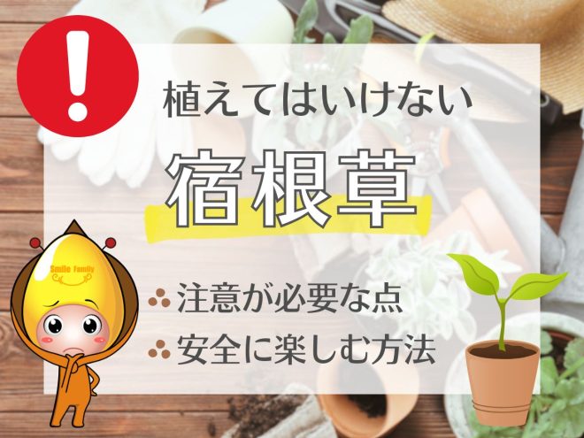 植えてはいけない宿根草（注意が必要な点・安全に楽しむ方法）