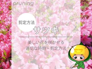 【剪定方法】サツキ（美しい花を咲かせる適切な時期）
