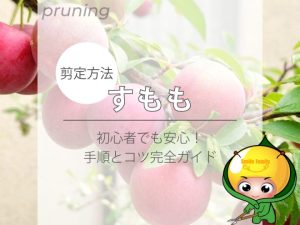 【剪定方法】すもも（初心者でも安心！手順とコツ完全ガイド）