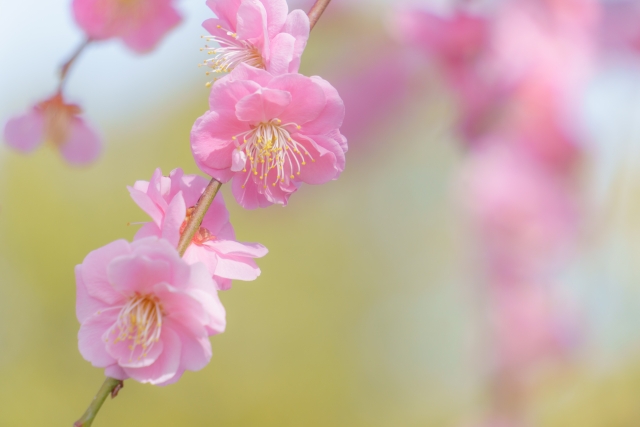 枝垂れ梅の花　ピンク