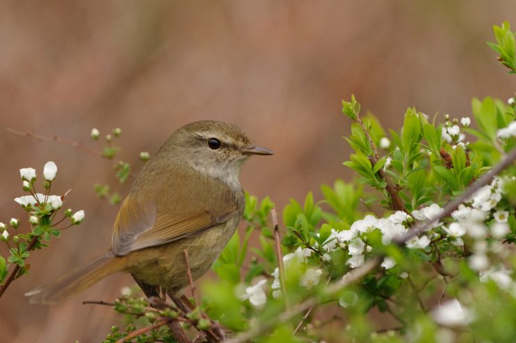 ウグイスとユキヤナギの花