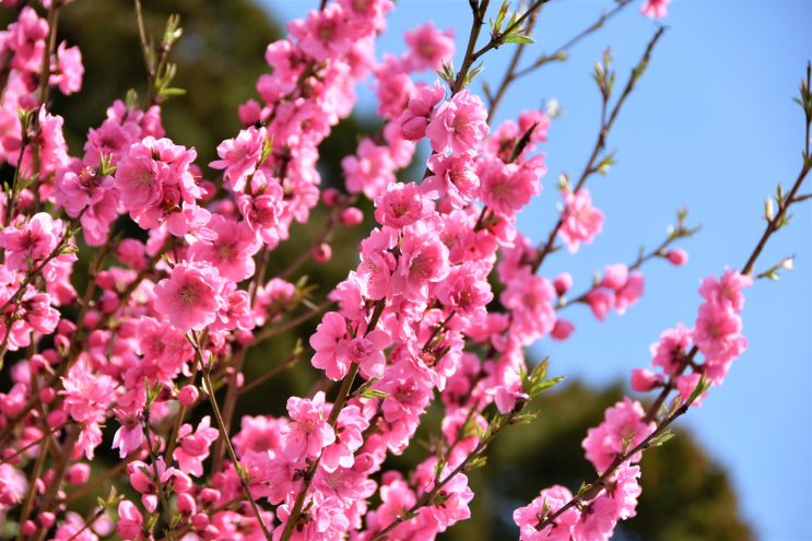 青空とピンクの花桃