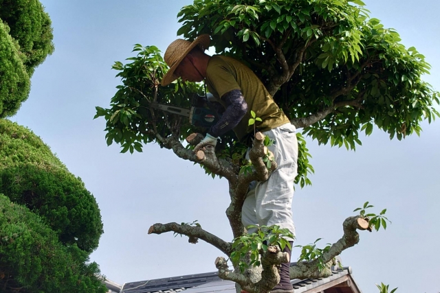 作業する植木職人