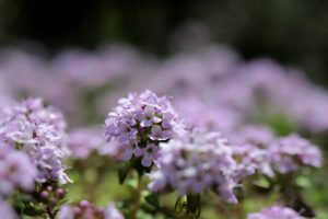タイム（クリーピングタイム）