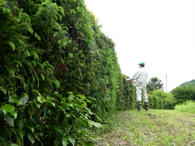 生垣を剪定する職人