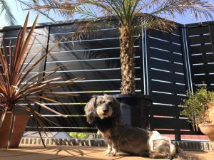 犬とペットガードの仕切り