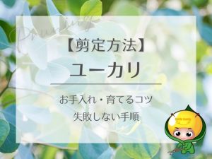 ユーカリの剪定方法（お手入れ・育てるコツ・失敗しない手順）