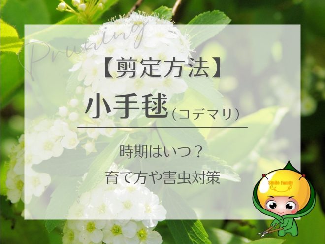 コデマリ（小手毬）の剪定方法　時期はいつ？育て方や害虫対策