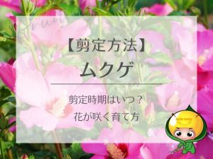 ムクゲの剪定方法（剪定時期はいつ？花が咲く育て方）