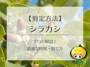 シラカシの剪定方法！最適な時期・育て方をプロが解説！