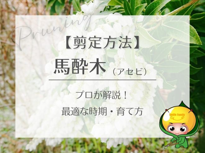 馬酔木（アセビ）の選定方法　最適な時期・育て方をプロが解説！