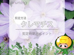 【剪定方法】クレマチス（剪定時期とポイント）