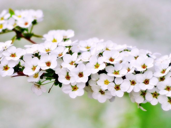 ユキヤナギの花