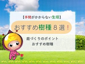 【手間がかからない生垣】おすすめ樹種8選！庭づくりのポイント・おすすめ樹種