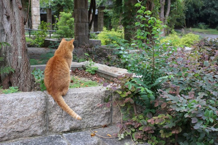 野良猫