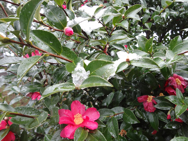 雪が積もった寒椿の花