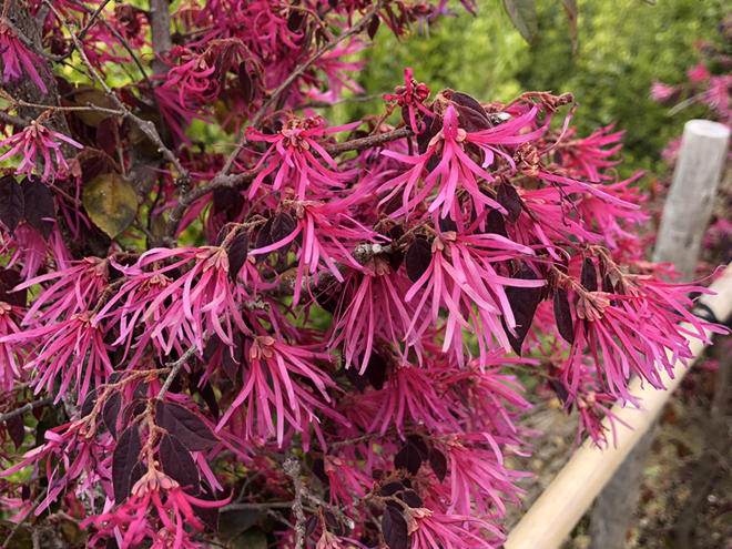 ピンクの花が咲いているトキワマンサク