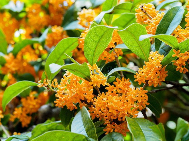 オレンジの花が咲いているキンモクセイ