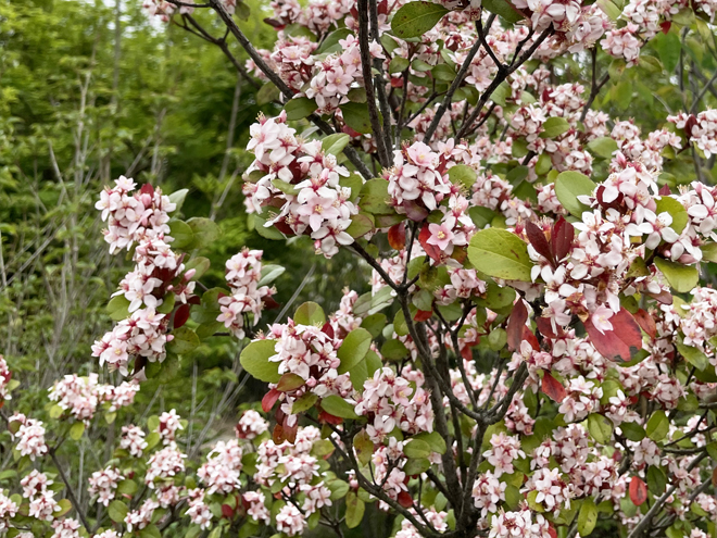 ピンクの花が咲いているヒメシャリンバイ