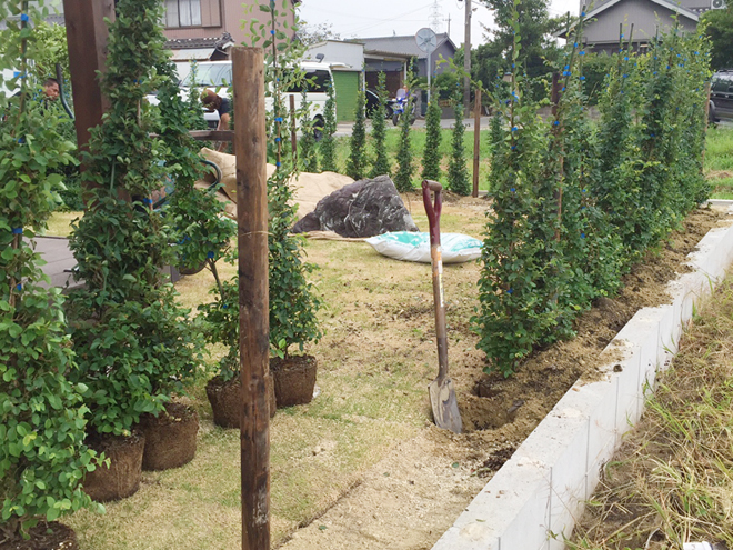 生垣を植え付けるための穴をスコップで掘っている