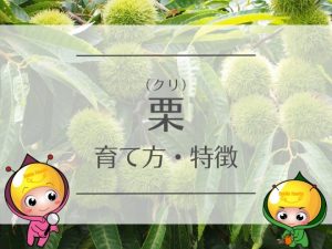 栗（クリ）の育て方と特徴