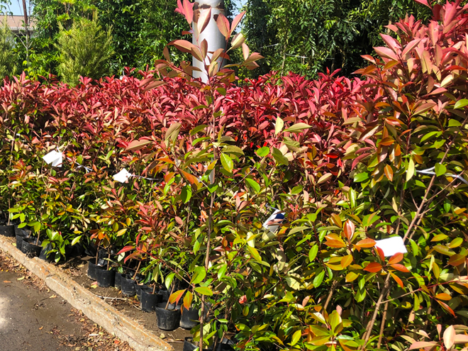 レッドロビンの苗木