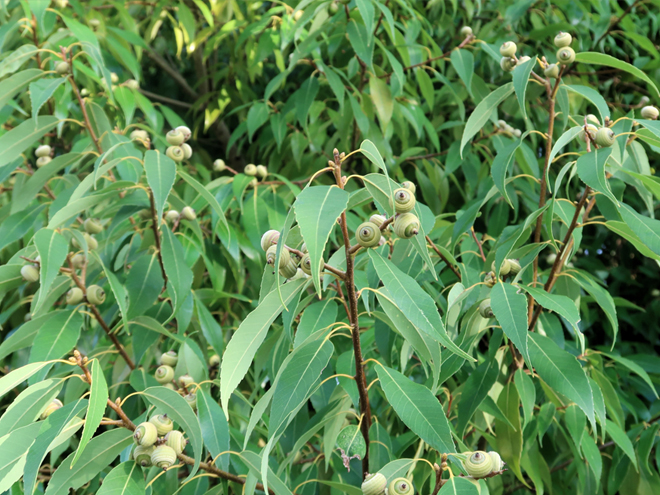 どんぐりが実ったシラカシ