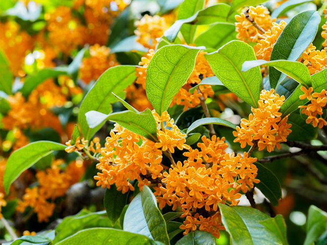 オレンジ色のキンモクセイの花が咲いている